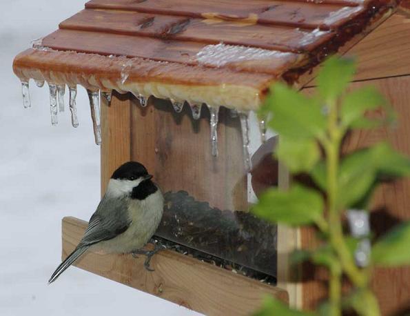 Cold Bird Bird