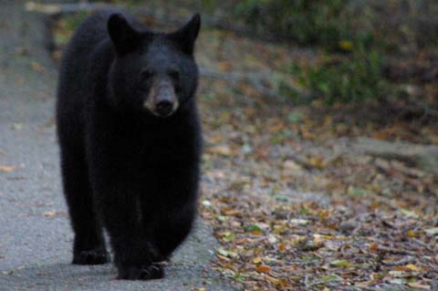 Black Bear