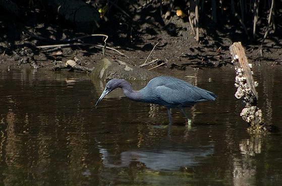 undefined Great Blue Heron