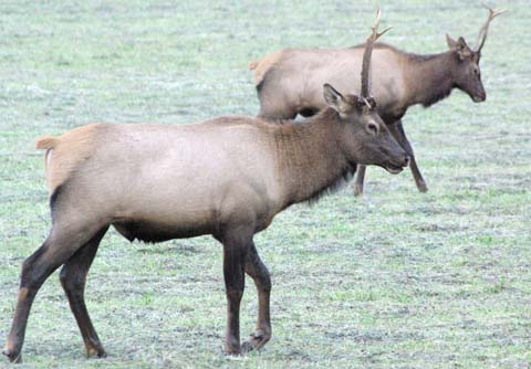 Elk