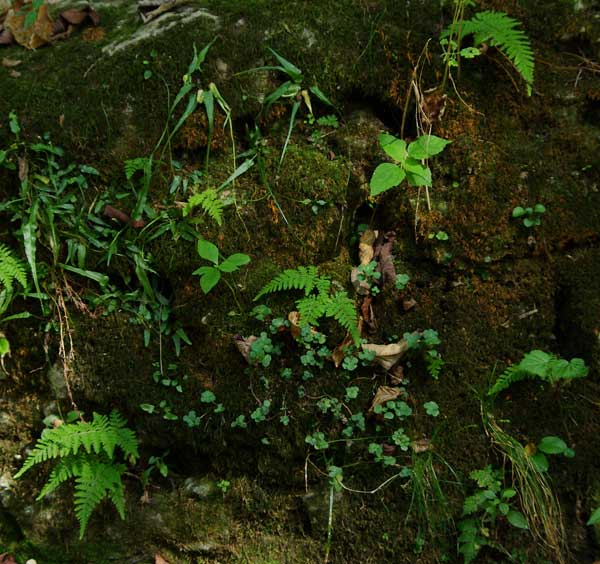 Ferns Ferns