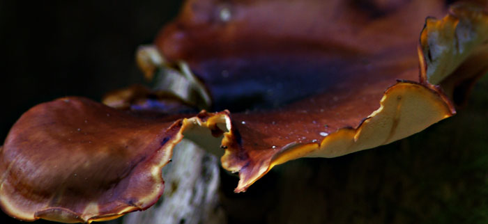 Tree Fungus Tree Fungus