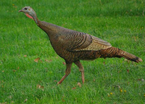 undefined Wild Turkey