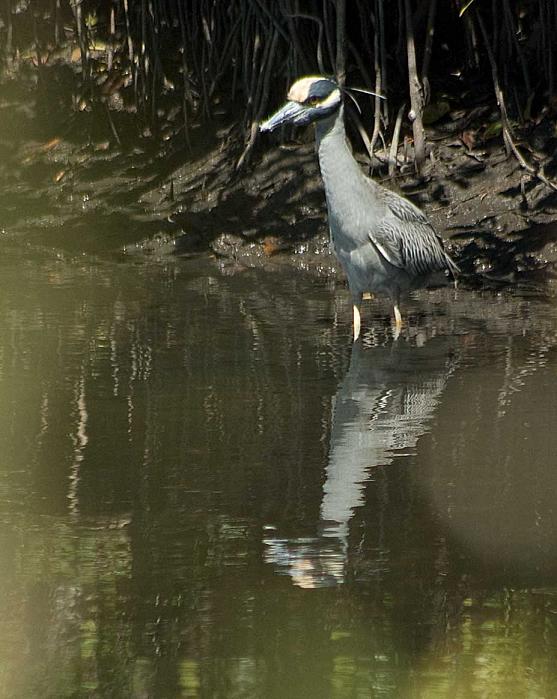 undefined Yellow Crowned Night Heron