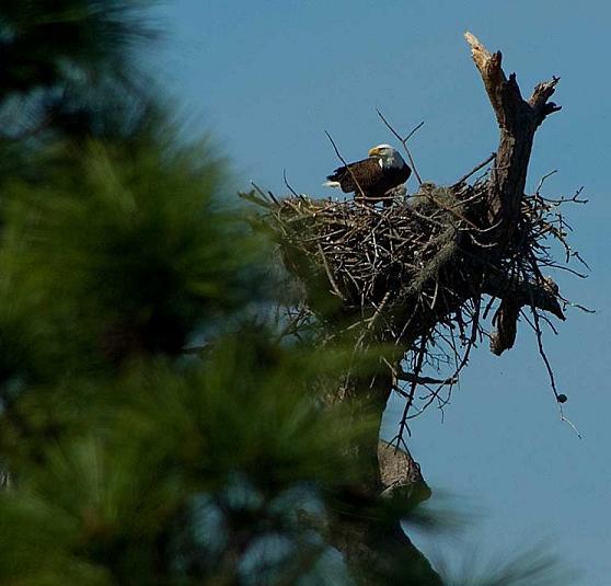Bald Eagle in Nest Bald Eagle in Nest