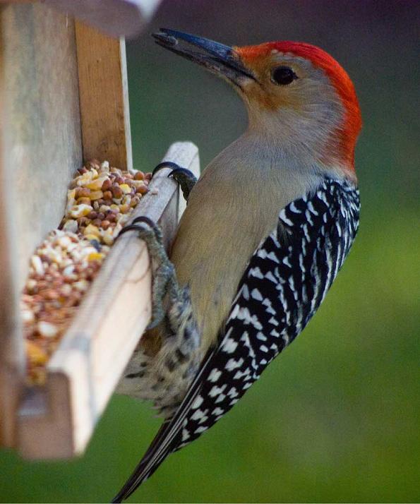 Red BelliedWoodpecker Red BelliedWoodpecker