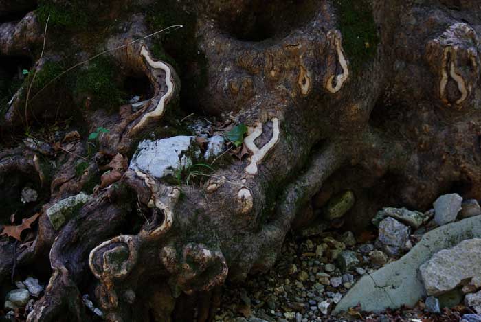 Roots Roots